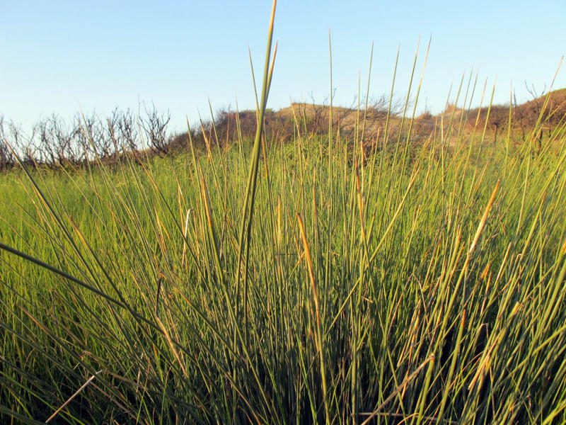 giunco palustre salento