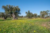 salento primavera